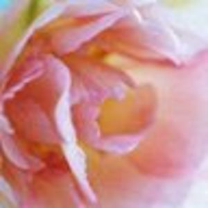 Meet your Posher, Joanna